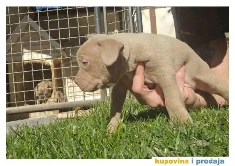 American bully exotic stenci  viber +381(0)637363312 Brankica, 22300 Stara Pazova / Srbija - 11/14