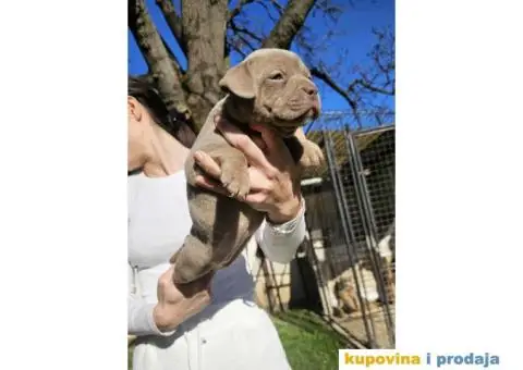 American bully exotic stenci  viber +381(0)637363312 Brankica, 22300 Stara Pazova / Srbija - 12/14