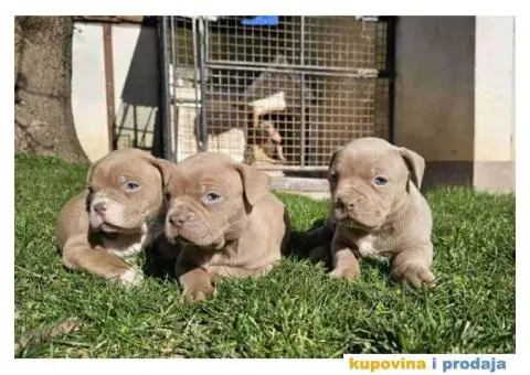 American bully exotic stenci  viber +381(0)637363312 Brankica, 22300 Stara Pazova / Srbija - 13/14