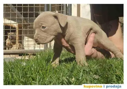 American bully exotic stenci  viber +381(0)637363312 Brankica, 22300 Stara Pazova / Srbija - 14/14