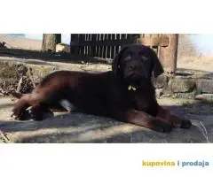 Labrador Retriver TOP PONUDA