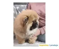 Stenci CHOW CHOW 3 meseca stari