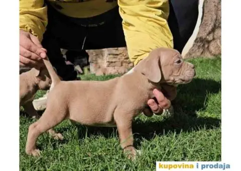 American bully exotic stenci u lilac boji, - 1/10