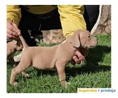 American bully exotic stenci u lilac boji,