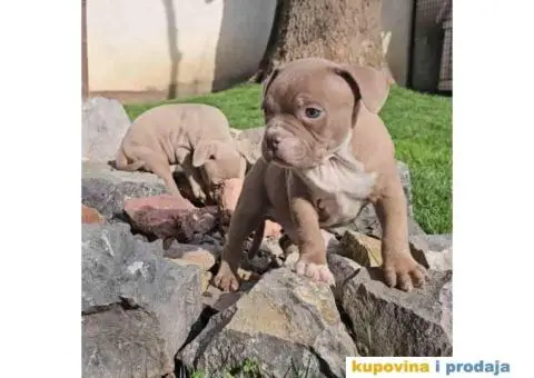 American bully exotic stenci u lilac boji, - 3/10