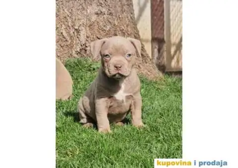 American bully exotic stenci u lilac boji, - 4/10