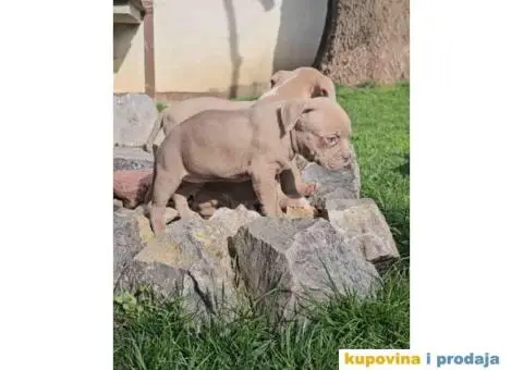 American bully exotic stenci u lilac boji, - 5/10