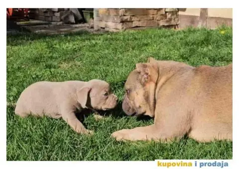 American bully exotic stenci u lilac boji, - 6/10