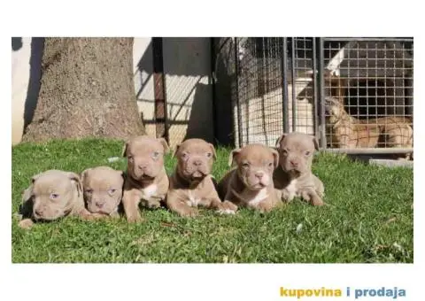 American bully exotic stenci u lilac boji, - 7/10