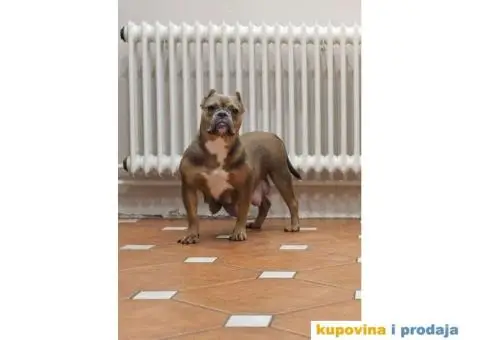 American bully exotic stenci u lilac boji, - 9/10