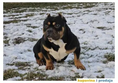 American bully exotic stenci u lilac boji, - 10/10