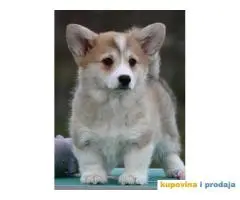 Velski korgi/Welsh Corgi Pembroke