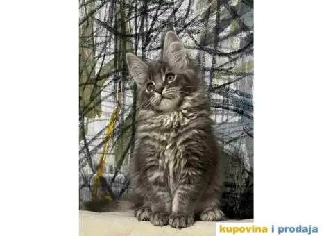 Maine Coon / Mejn Kun mačići