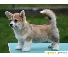 Velski korgi/Welsh Corgi Pembroke