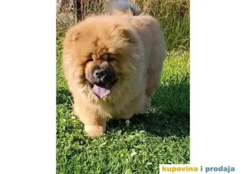 Stenci chow chow, 4 meseca stari - 1/9