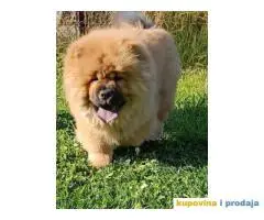 Stenci chow chow, 4 meseca stari