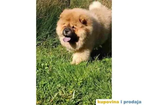 Stenci chow chow, 4 meseca stari - 2/9