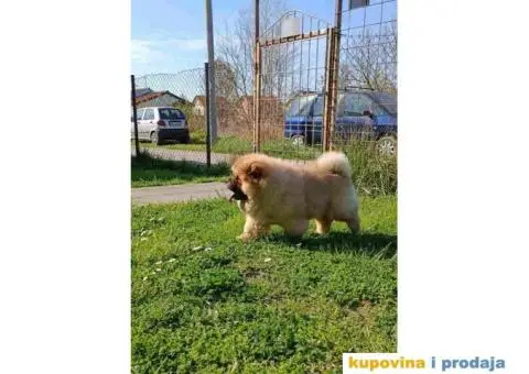 Stenci chow chow, 4 meseca stari - 3/9