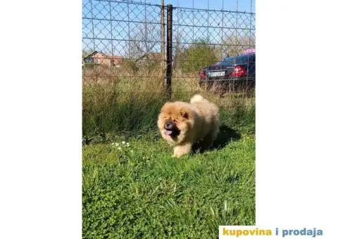 Stenci chow chow, 4 meseca stari - 4/9