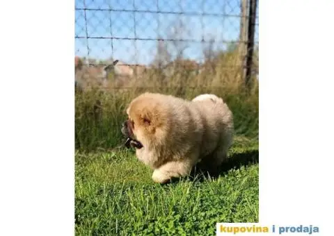 Stenci chow chow, 4 meseca stari - 5/9