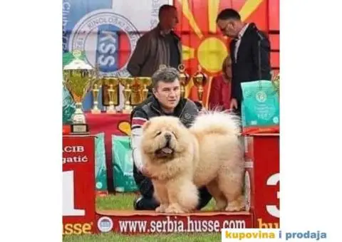 Stenci chow chow, 4 meseca stari - 7/9