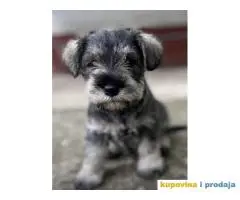 Patuljasti Šnaucer Miniature Schnauzer