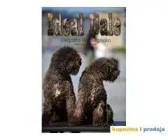 Lagotto Romagnolo Ideal Dale