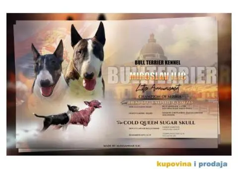 Standard Bull Terrier  stenci na prodaju - 1/5