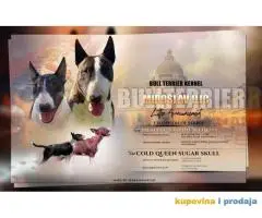 Standard Bull Terrier  stenci na prodaju