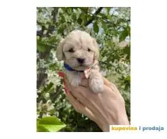 Maltipoo prelepi stenci + POKLON