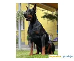 Doberman za parenje