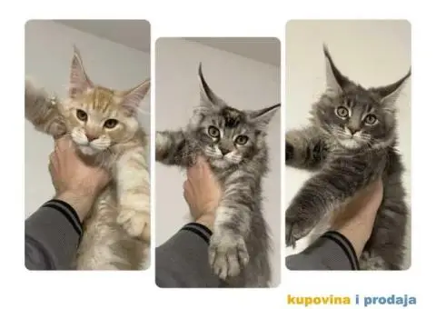 Maine Coon / Mejn Kun mačići