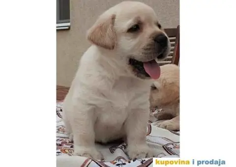 Labrador Retriver vrhunski štenci - 5/9