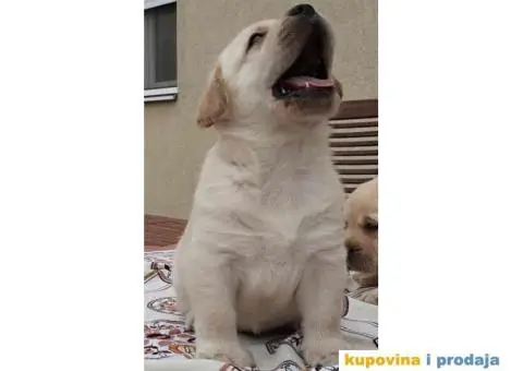 Labrador Retriver vrhunski štenci - 7/9