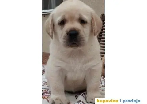 Labrador Retriver vrhunski štenci - 8/9