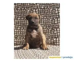 Presa canario stenci