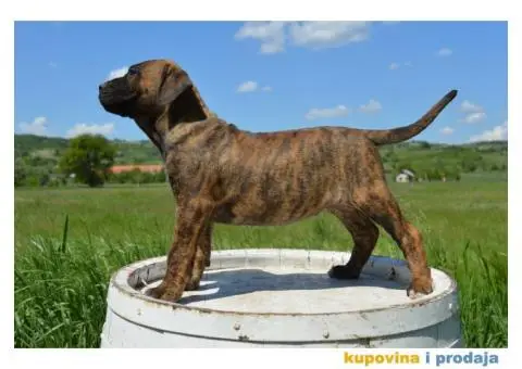 Presa canario zensko stene - 2/8