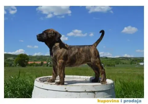 Presa canario zensko stene - 4/8