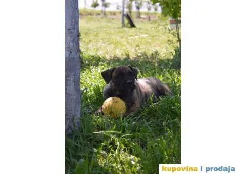 Presa canario zensko stene - 6/8