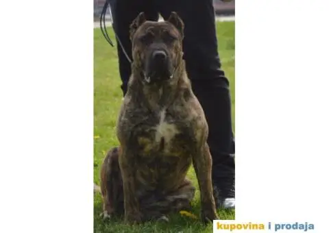 Presa canario zensko stene - 7/8