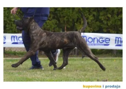 Presa canario zensko stene - 8/8