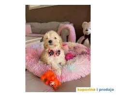 Maltipoo prelepi stenci + POKLON