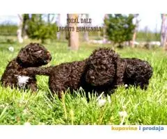 Lagotto Romagnolo štenci