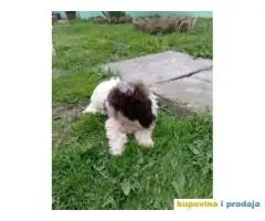 Lagotto Romagnolo štenci