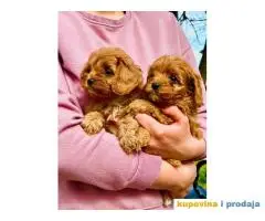 Cavapoo prelepi stenci