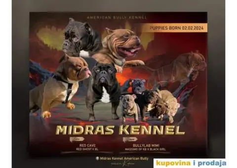 American bully "MIDRAS KENNEL" - 1/7