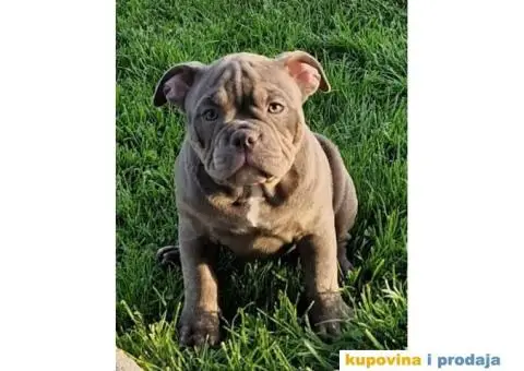 American bully "MIDRAS KENNEL" - 2/7