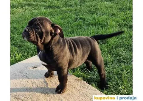 American bully "MIDRAS KENNEL" - 5/7