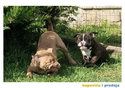 American bully "MIDRAS KENNEL" - 6/7