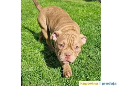 American bully "MIDRAS KENNEL" - 7/7